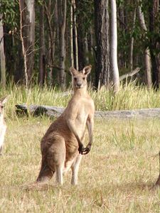 Preview wallpaper kangaroos, hopping, furry