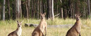 Preview wallpaper kangaroos, hopping, furry