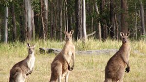 Preview wallpaper kangaroos, hopping, furry