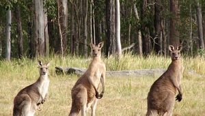 Preview wallpaper kangaroos, hopping, furry