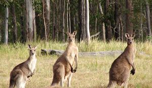 Preview wallpaper kangaroos, hopping, furry