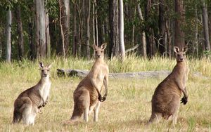 Preview wallpaper kangaroos, hopping, furry