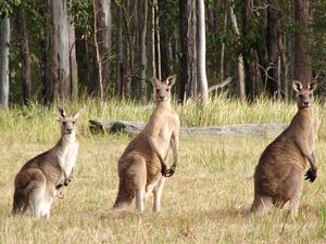 Preview wallpaper kangaroos, hopping, furry