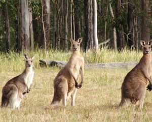 Preview wallpaper kangaroos, hopping, furry