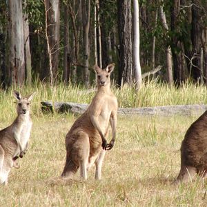 Preview wallpaper kangaroos, hopping, furry