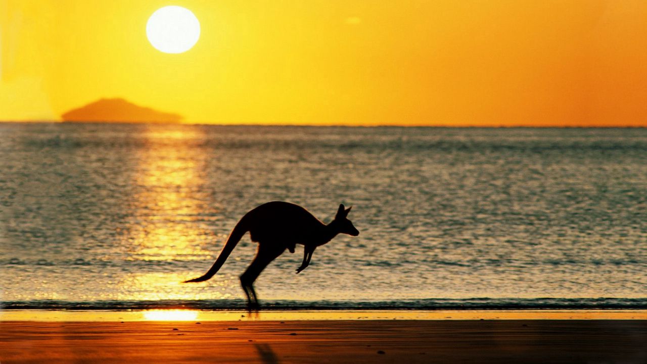 Wallpaper kangaroos, sea, sunset, silhouette