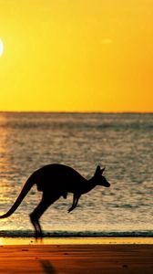 Preview wallpaper kangaroos, sea, sunset, silhouette