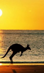 Preview wallpaper kangaroos, sea, sunset, silhouette