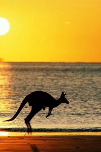 Preview wallpaper kangaroos, sea, sunset, silhouette