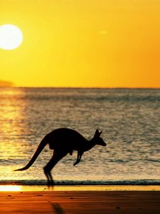 Preview wallpaper kangaroos, sea, sunset, silhouette