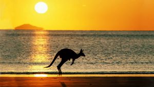 Preview wallpaper kangaroos, sea, sunset, silhouette