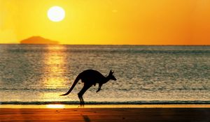 Preview wallpaper kangaroos, sea, sunset, silhouette