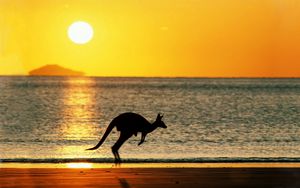 Preview wallpaper kangaroos, sea, sunset, silhouette