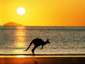 Preview wallpaper kangaroos, sea, sunset, silhouette