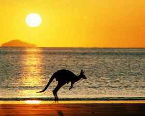 Preview wallpaper kangaroos, sea, sunset, silhouette