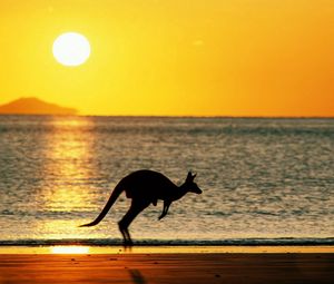 Preview wallpaper kangaroos, sea, sunset, silhouette