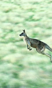 Preview wallpaper kangaroos, speed, jump