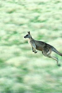 Preview wallpaper kangaroos, speed, jump