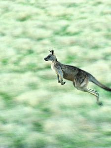 Preview wallpaper kangaroos, speed, jump