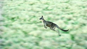 Preview wallpaper kangaroos, speed, jump