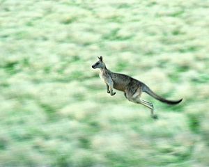 Preview wallpaper kangaroos, speed, jump