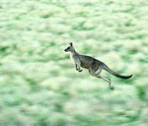 Preview wallpaper kangaroos, speed, jump