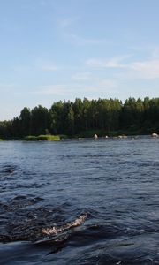 Preview wallpaper karelia, river, coast, wood, trees, current