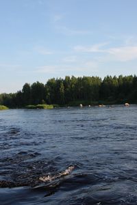 Preview wallpaper karelia, river, coast, wood, trees, current