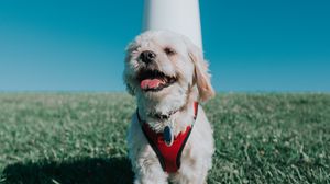 Preview wallpaper kavashon cockapoo dog, puppy, protruding tongue, lighthouse, grass