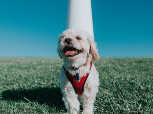 Preview wallpaper kavashon cockapoo dog, puppy, protruding tongue, lighthouse, grass