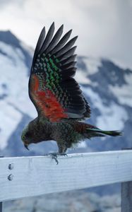 Preview wallpaper kea, alpine parrot, parrot, bird, swing