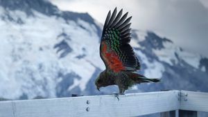 Preview wallpaper kea, alpine parrot, parrot, bird, swing