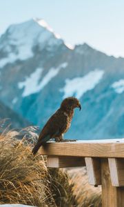 Preview wallpaper kea, parrot, bird, mountains