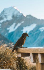 Preview wallpaper kea, parrot, bird, mountains