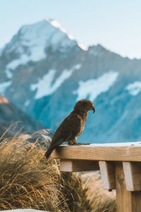 Preview wallpaper kea, parrot, bird, mountains