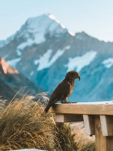 Preview wallpaper kea, parrot, bird, mountains