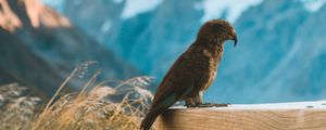 Preview wallpaper kea, parrot, bird, mountains