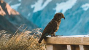 Preview wallpaper kea, parrot, bird, mountains