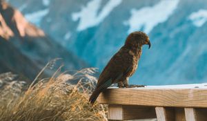 Preview wallpaper kea, parrot, bird, mountains