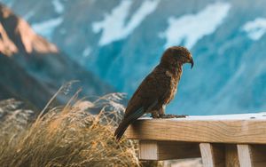 Preview wallpaper kea, parrot, bird, mountains