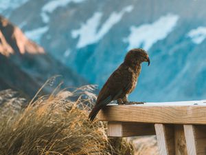 Preview wallpaper kea, parrot, bird, mountains