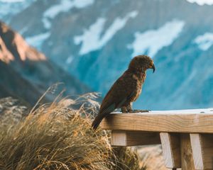 Preview wallpaper kea, parrot, bird, mountains