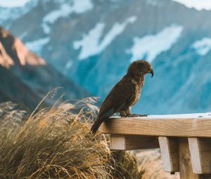 Preview wallpaper kea, parrot, bird, mountains