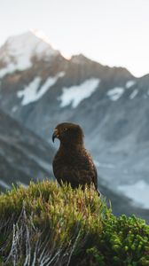 Preview wallpaper kea, parrot, bird, mountains, bushes