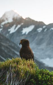 Preview wallpaper kea, parrot, bird, mountains, bushes