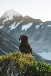 Preview wallpaper kea, parrot, bird, mountains, bushes