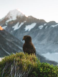 Preview wallpaper kea, parrot, bird, mountains, bushes