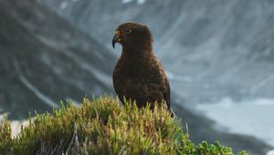 Preview wallpaper kea, parrot, bird, mountains, bushes