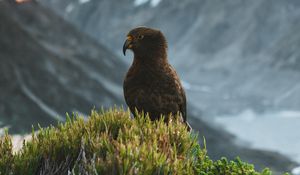 Preview wallpaper kea, parrot, bird, mountains, bushes