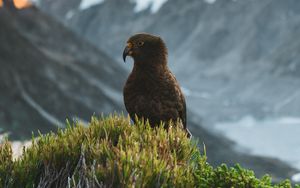 Preview wallpaper kea, parrot, bird, mountains, bushes